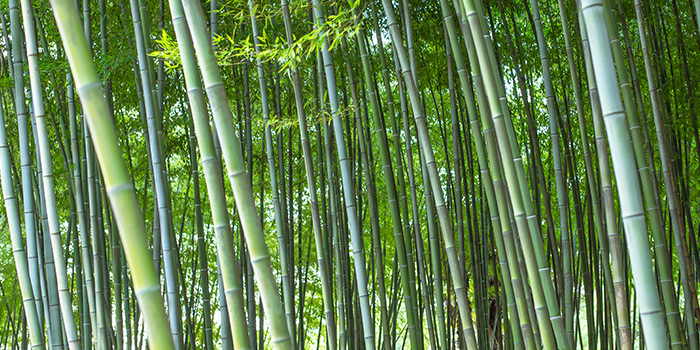 Čínsky bambusový priemysel začína novú cestu